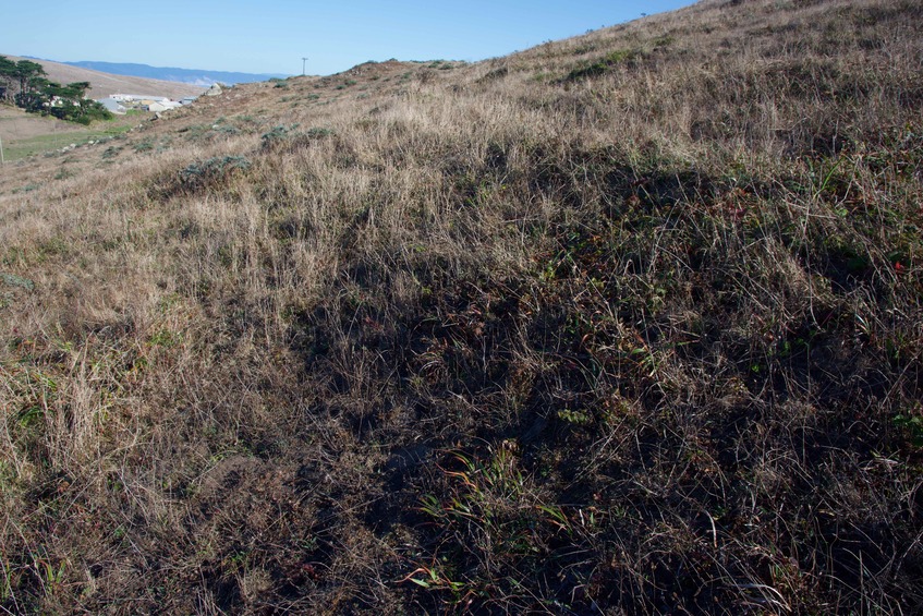 The confluence point lies on a grassy slope within a dairy farm. (This is also a view to the East.)