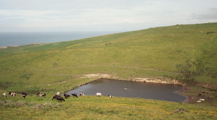 Cattle from an "historic farm" in the view to the north.