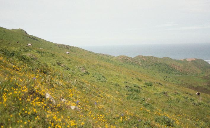 Spring flowers in the view to the west.