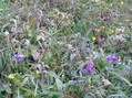 #6: Grassy and flowering groundcover at the confluence.