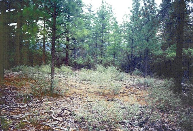 Open area near the confluence