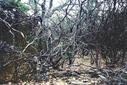 #2: The confluence lies in this manzanita thicket