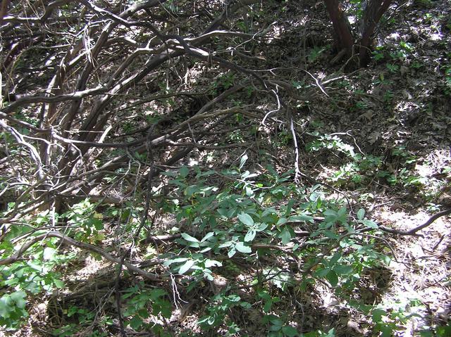 This is as close as I got.  Manzanita scrub is everwhere.