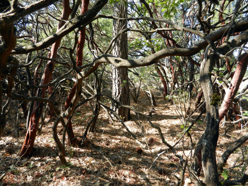 Looking south towards the closest large tree