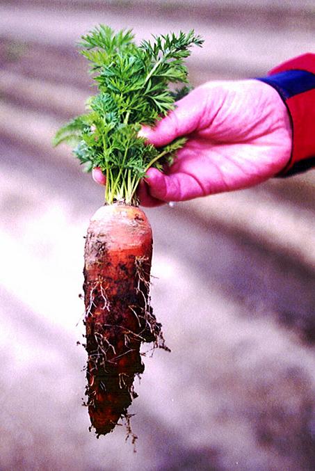 The marker.....that same carrot