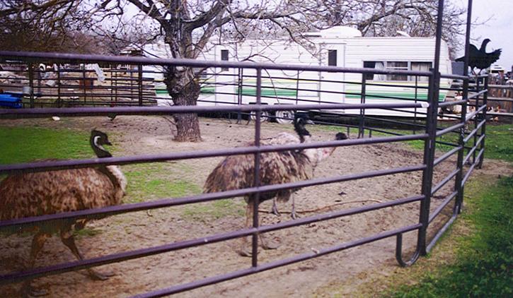 Emus just before arriving at the confluence