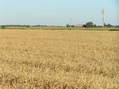 #2: View to the southeast from the confluence.