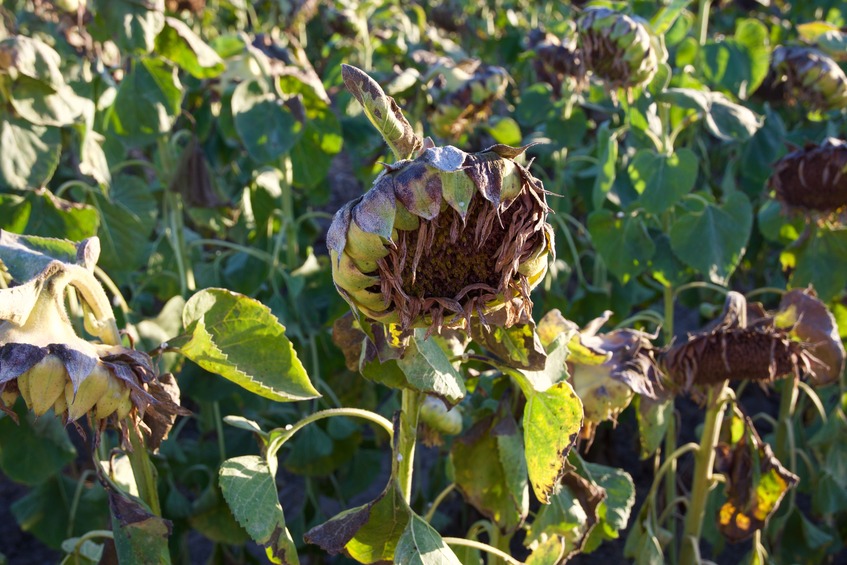 The confluence point lies in a farm field.  During this visit, the field had a crop of sunflowers.