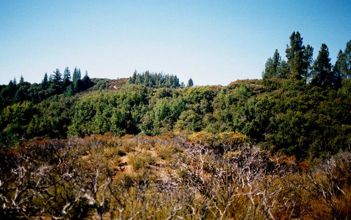 More manzanita in the view to the west.