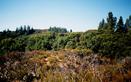 #3: More manzanita in the view to the west.