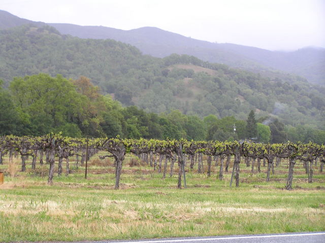 Vineyards down in the valley about 10 km west of the confluence.