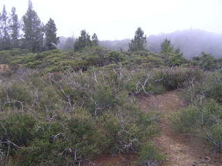 #1: View to the northwest from the confluence of 39 North 123 West in the mountains of California.