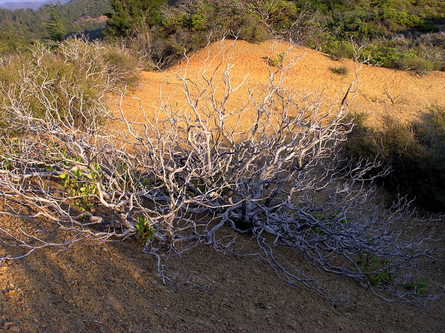 Scrubby chaparral, near the confluence point