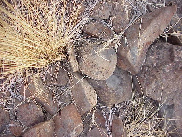 Ground cover at the confluence site in the Fort Sage Mountains.