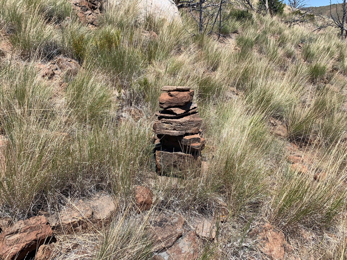 Ground cover at the confluence point