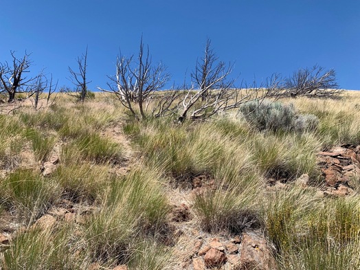 #1: The confluence point lies on the South-facing slope of a rock-strewn hill.  (This is also a view to the North, up the hill.)