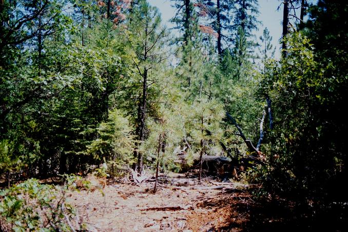 A clearing just south of the confluence.