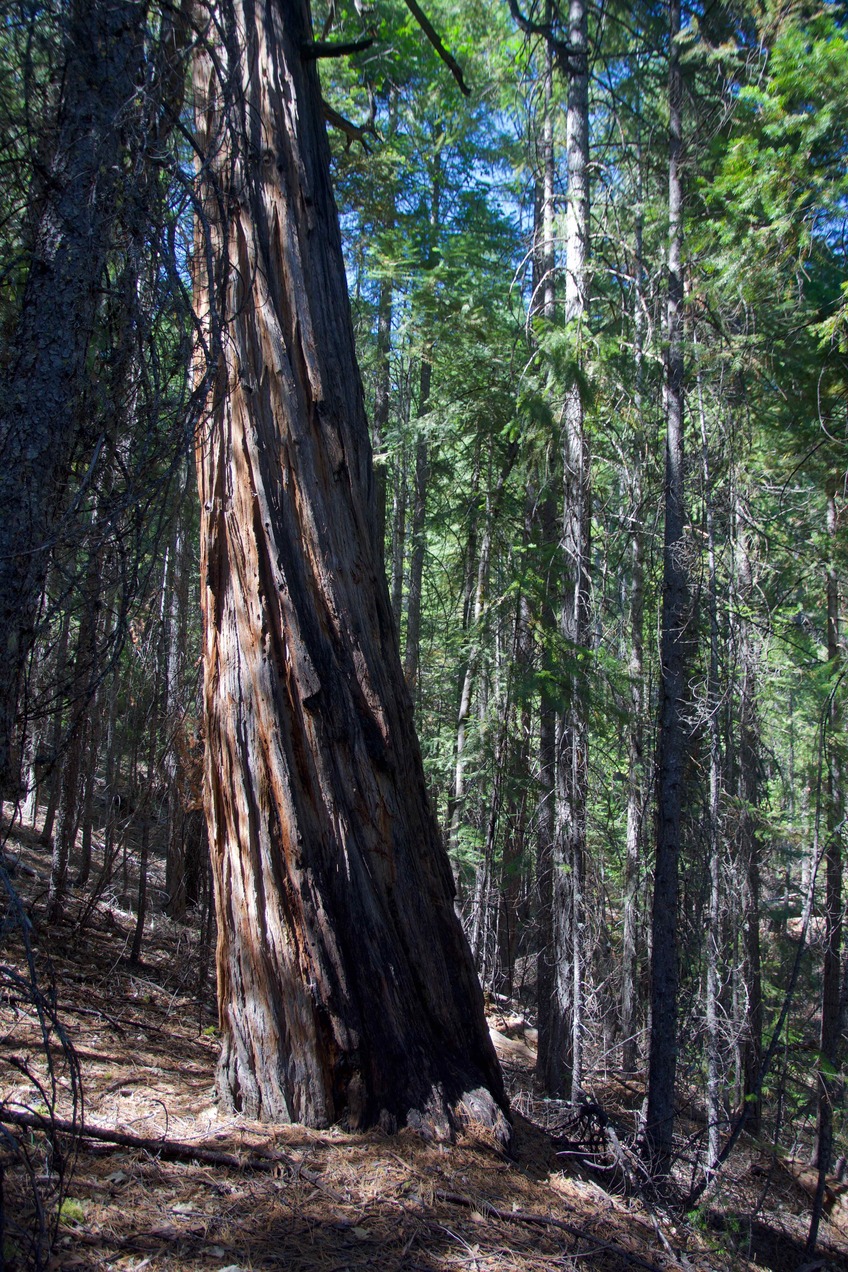 The confluence point lies in forest, near the top of a ridge, next to an especially prominent tree