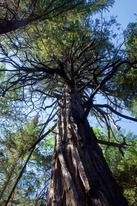 #7: Another view of this confluence point’s iconic tree