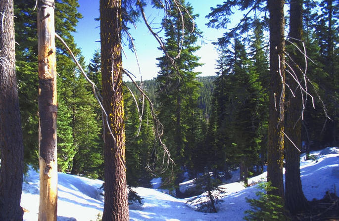 Looking north down the ravine. The confluence is just to the left of the pictuer