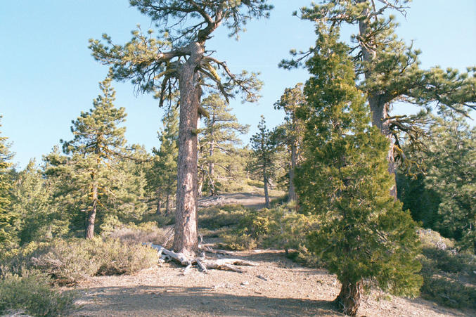 The approach up Ant Ridge. Here is open pine and cedar forest