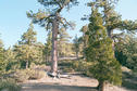 #5: The approach up Ant Ridge. Here is open pine and cedar forest