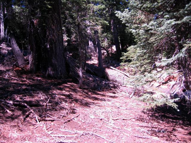 Looking West towards small clearing in vicinity of confluence point