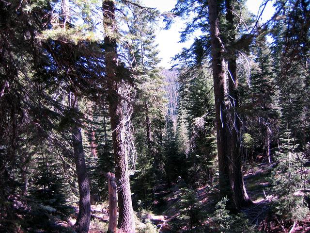 Looking North through the trees.  Across the valley is Soldier Ridge