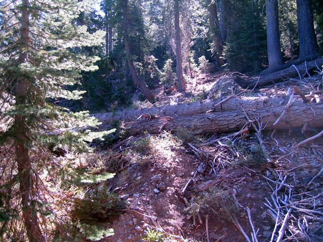 Looking East.  Very typical terrain and obstacles along the way