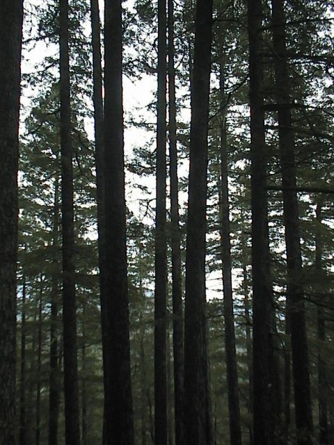 Redwoods on the trail up Chamisal Mountain.