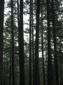 #2: Redwoods on the trail up Chamisal Mountain.