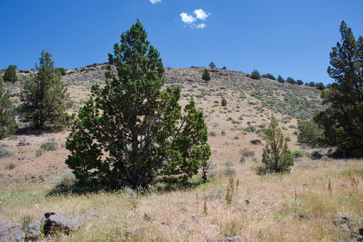 View East. (The Nevada state line runs just behind this tree)