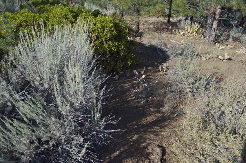 The confluence point lies among thinly-spaced pine trees (in a commercial forest)