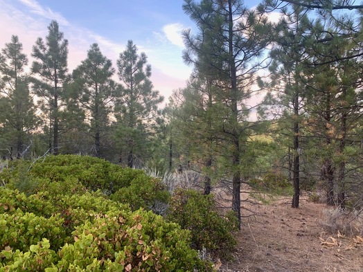 #1: The confluence point lies in chaparral, within a commercial pine forest.  (This is also a view to the North.)