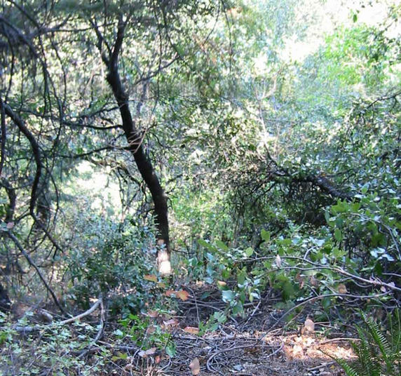 Looking down the steep slope toward the Confluence