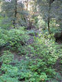 #2: Looking up toward the Confluence from the logging road below