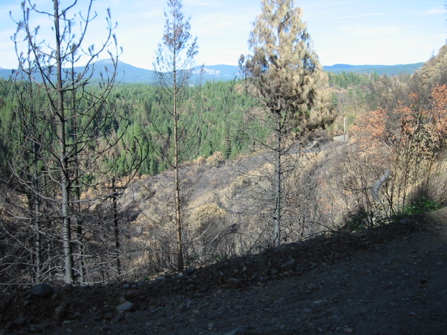 Forest fire burn along Pitt 5 Road