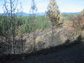 #4: Forest fire burn along Pitt 5 Road