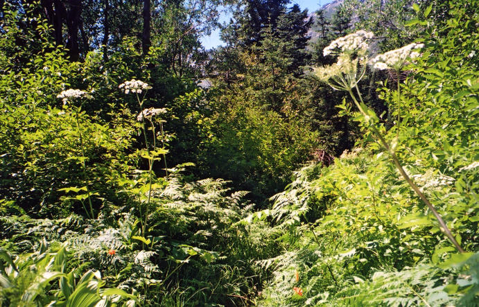 lush trail below Emerald Lake