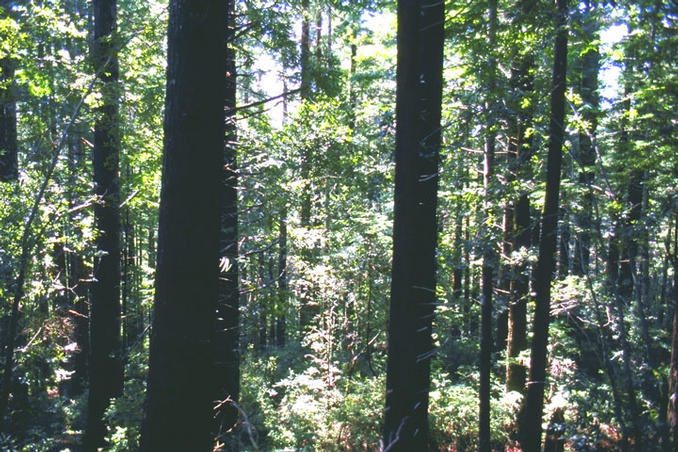 Looking west and downhill from the confluence