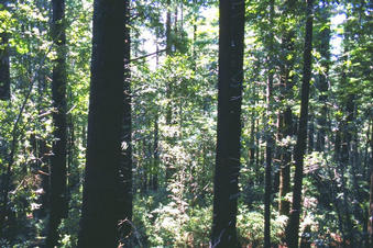 #1: Looking west and downhill from the confluence