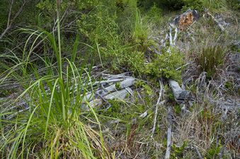 #1: The confluence point lies on a slope in a section of commercial forest that had been logged a few years earlier