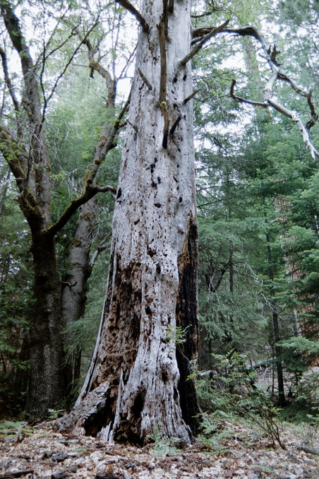 Old tree on the way to the confluence