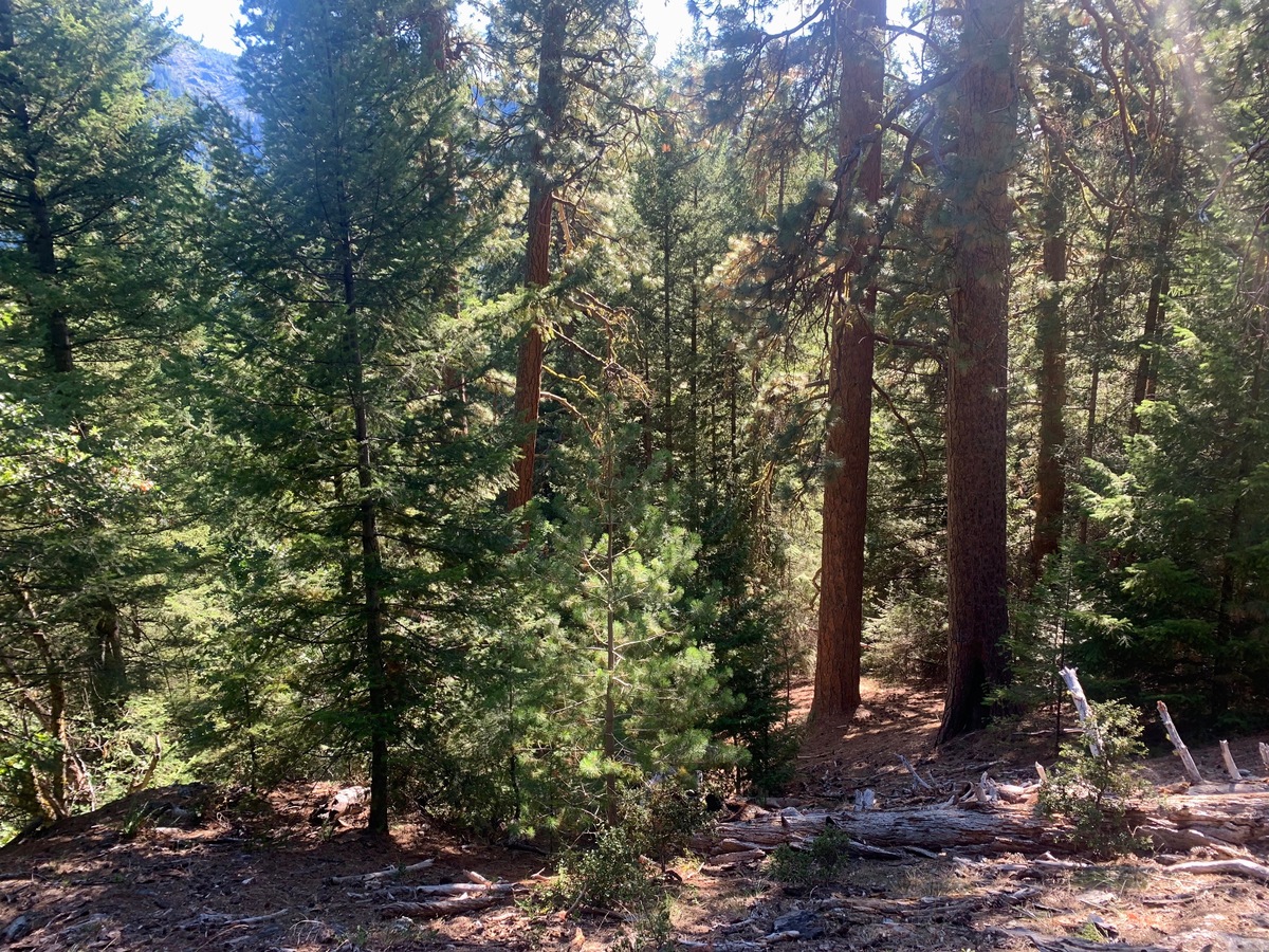 View South (down the slope, towards Elliott Creek, far below)