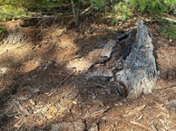 #5: Ground cover at the confluence point