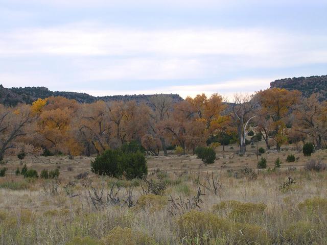 Autumn colors and desert flora