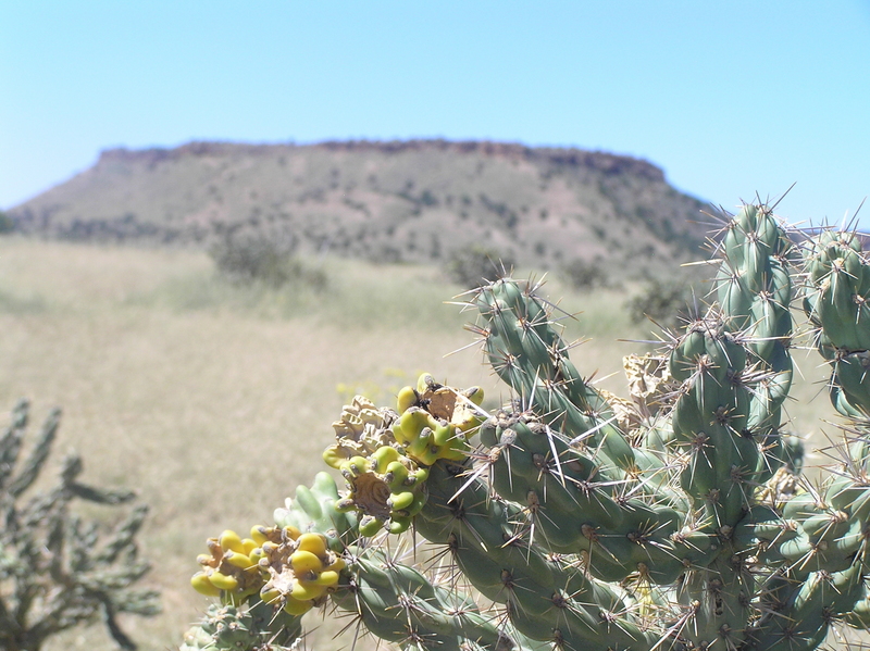 View to the west from the confluence point with cholla in foreground.