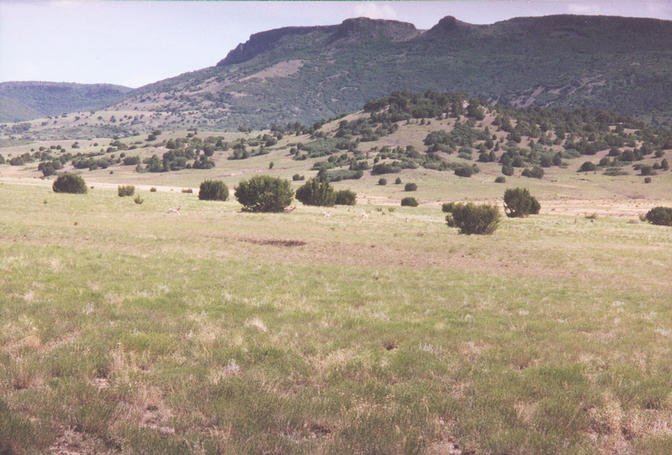 Herd of antelope.