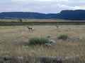 #7: Pronghorn