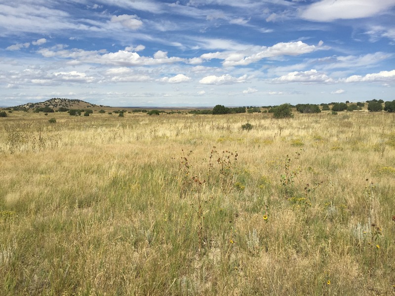 View to the north from the confluence.